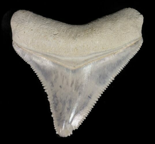 Serrated Megalodon Tooth - Bone Valley, Florida #48690